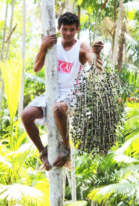 Harvesting acai